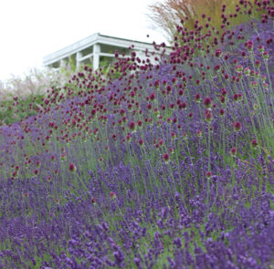 Lavendel angustifolia ´Hidcote Blue`