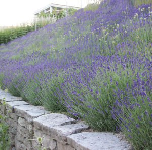 Lavendel angustifolia ´Hidcote Blue` – Bild 7