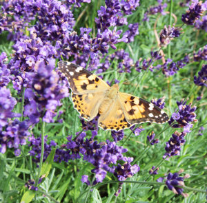 Lavendel angustifolia ´Hidcote Blue` – Bild 9