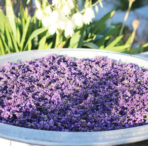 Lavendel angustifolia ´Hidcote Blue` – Bild 10