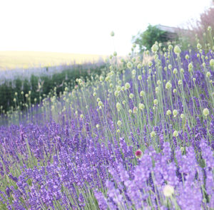 Lavendel angustifolia ´Hidcote Blue` – Bild 5
