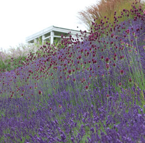 Lavendel angustifolia ´Hidcote Blue` – Bild 13
