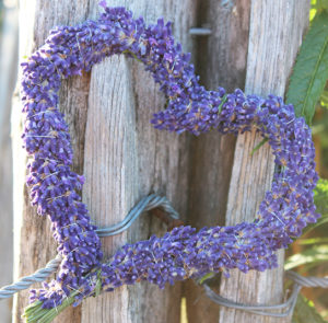 Lavendel angustifolia ´Hidcote Blue` – Bild 3