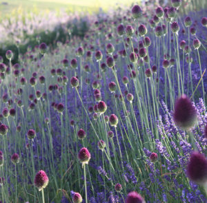 Lavendel angustifolia ´Hidcote Blue` – Bild 12