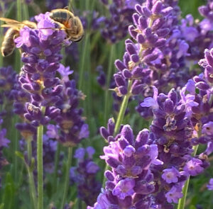 Lavendel angustifolia ´Hidcote Blue` – Bild 16