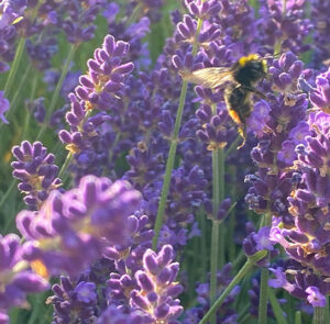 Lavendel angustifolia ´Hidcote Blue` – Bild 8
