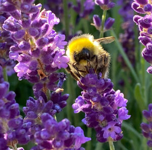Lavendel angustifolia ´Hidcote Blue` – Bild 15