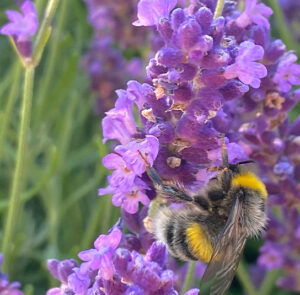 Lavendel angustifolia ´Hidcote Blue` – Bild 14