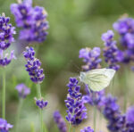Lavendel angustifolia ´Hidcote Blue` – Bild 6