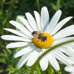 Wiesenmargerite (Leucanthemum vulgare) Saatgut