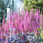 Lythrum virgatum ´Dropmore Purple` - Rutenweiderich