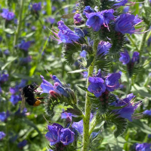 200 Samen Natternkopf Echium vulgare Wildpflanze Wildblume Bienen Hummeln Schmetterlinge 