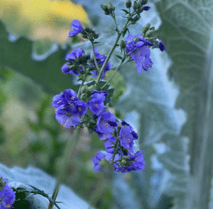 Polemonium (caeruleum) Jakobsleiter, Himmelsleiter – Bild 3