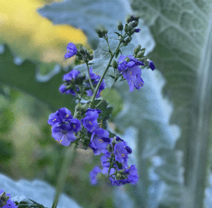Polemonium (caeruleum) Jakobsleiter, Himmelsleiter – Bild 6