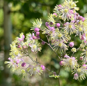 Thalictrum cultorum ´Elin` - Hohe Wiesenraute – Bild 2