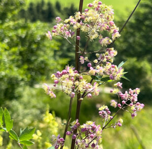 Thalictrum cultorum ´Elin` - Hohe Wiesenraute – Bild 9