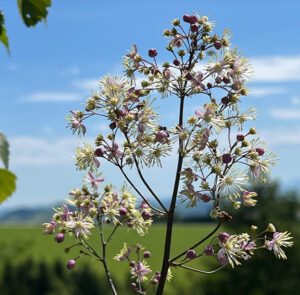 Thalictrum cultorum ´Elin` - Hohe Wiesenraute – Bild 10