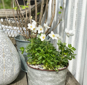 Topf, Übertopf Perovskia - 2 Größen – Bild 4
