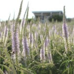 Veronicastrum Hybride ´Lavendelturm` - Kandelaber-Ehrenpreis