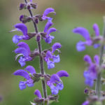 Wiesensalbei (Salvia pratensis) Saatgut