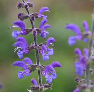 Wiesensalbei (Salvia pratensis) Saatgut