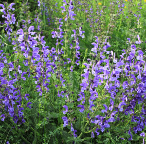 Salvia pratensis - Wiesensalbei – Bild 2