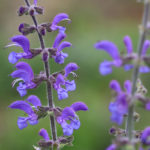 Salvia pratensis - Wiesensalbei