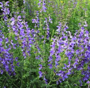 Wiesensalbei (Salvia pratensis) Saatgut – Bild 2