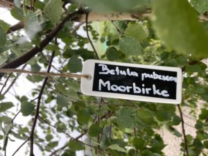 Namensschild Betula – Bild 3