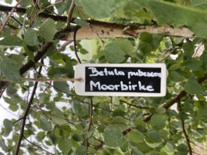 Namensschild Betula – Bild 4