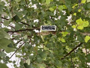 Namensschild Betula – Bild 5