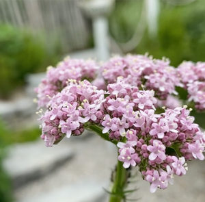 Valeriana officinalis - Baldrian – Bild 4