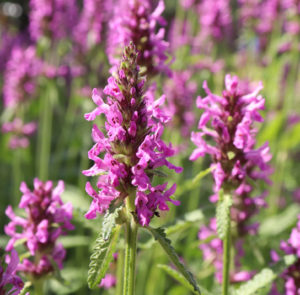 Heilziest (Betonica officinalis) Saatgut – Bild 2
