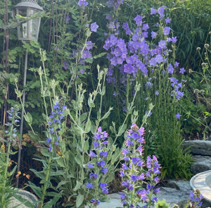 Campanula persicifolia - Pfirsichblättrige Glockenblume – Bild 11