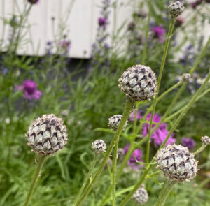 Skabiosenflockenblume (Centaurea scabiosa) Saatgut – Bild 4