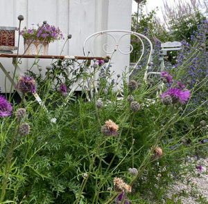 Skabiosenflockenblume (Centaurea scabiosa) Saatgut – Bild 3