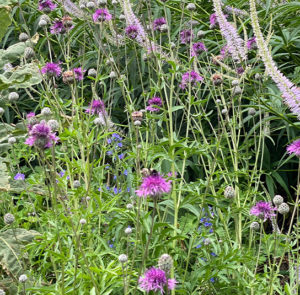 Skabiosenflockenblume (Centaurea scabiosa) Saatgut – Bild 2