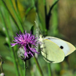 Centaurea scabiosa - Skabiosenflockenblume