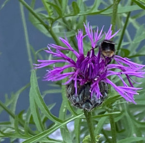 Skabiosenflockenblume (Centaurea scabiosa) Saatgut – Bild 5