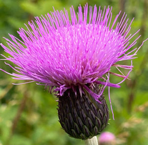 Verschiedenblättrige Kratzdistel (Cirsium heterophyllum) Saatgut – Bild 4