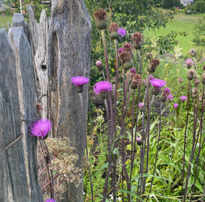 Verschiedenblättrige Kratzdistel (Cirsium heterophyllum) Saatgut – Bild 6