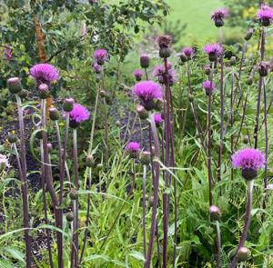 Verschiedenblättrige Kratzdistel (Cirsium heterophyllum) Saatgut – Bild 2