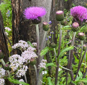 Verschiedenblättrige Kratzdistel (Cirsium heterophyllum) Saatgut – Bild 3
