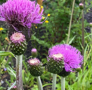 Verschiedenblättrige Kratzdistel (Cirsium heterophyllum) Saatgut – Bild 9