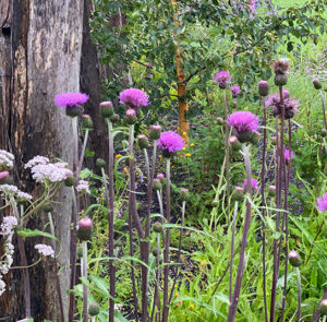 Verschiedenblättrige Kratzdistel (Cirsium heterophyllum) Saatgut – Bild 8