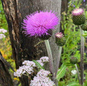 Verschiedenblättrige Kratzdistel (Cirsium heterophyllum) Saatgut – Bild 7