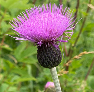 Verschiedenblättrige Kratzdistel (Cirsium heterophyllum) Saatgut