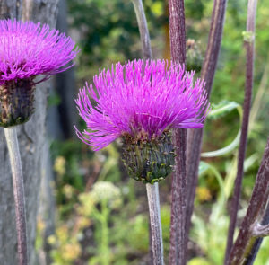 Verschiedenblättrige Kratzdistel (Cirsium heterophyllum) Saatgut – Bild 5