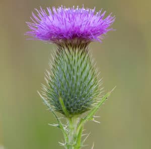 Gewöhnliche Kratzdistel (Cirsium vulgare) Saatgut