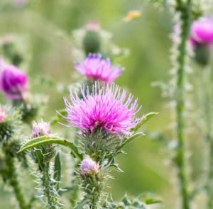 Gewöhnliche Kratzdistel (Cirsium vulgare) Saatgut – Bild 2